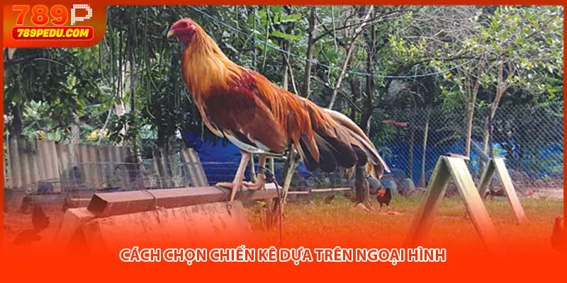 Cách chọn chiến kê dựa trên tính cách